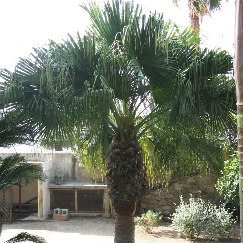 Washingtonia filifera - Palma de California (Porte)