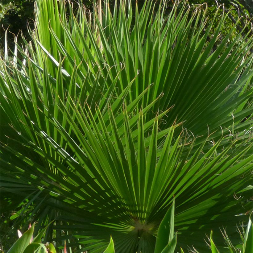 Washingtonia robusta - Palmera de abanico (Follaje)