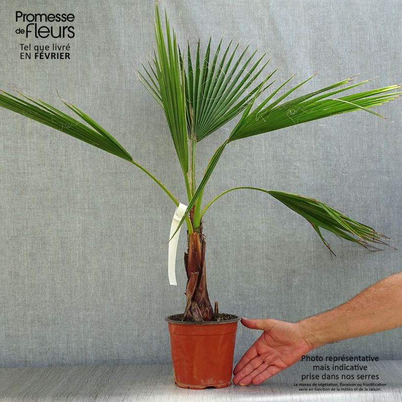 Ejemplar de Washingtonia robusta - Palmier du Mexique en pot de 2L/3L entregado en otoño