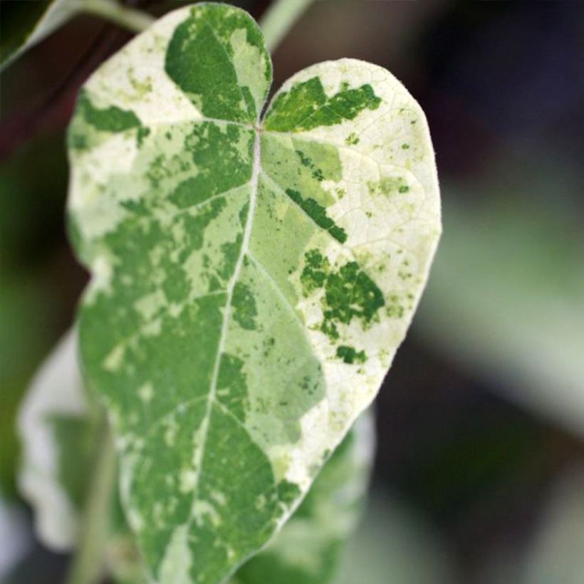 Wattakaka sinensis Variegata - Dregean de China (Follaje)