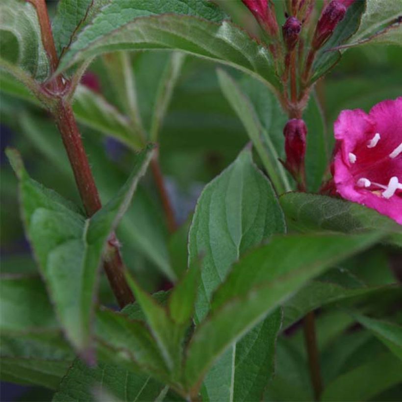 Weigela Bristol Ruby - Veigela (Follaje)