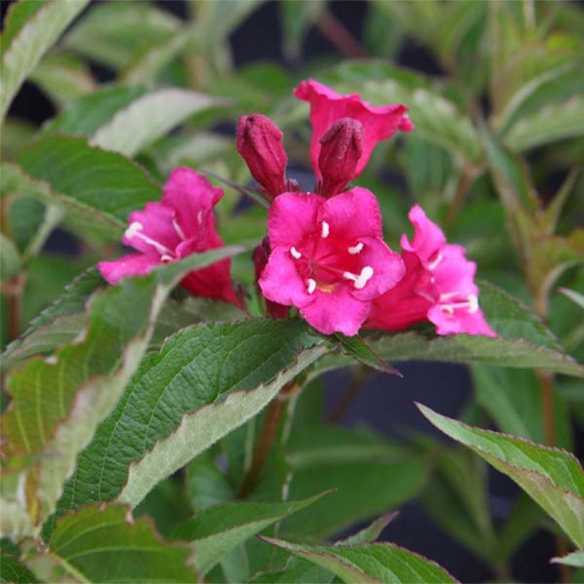 Weigela Bristol Ruby - Veigela (Floración)