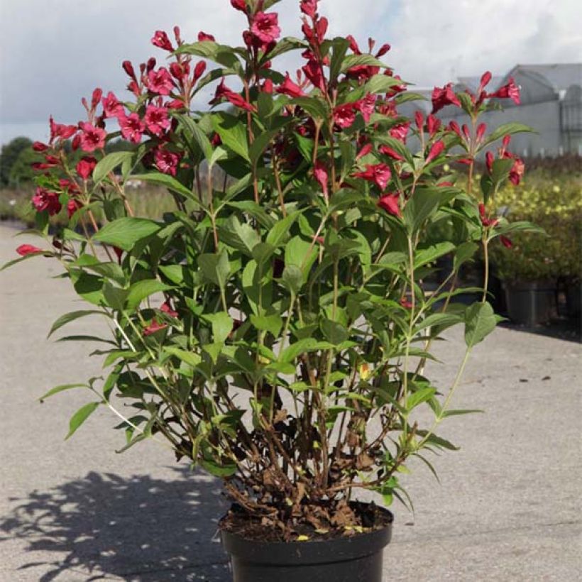 Weigela Bristol Ruby - Veigela (Porte)