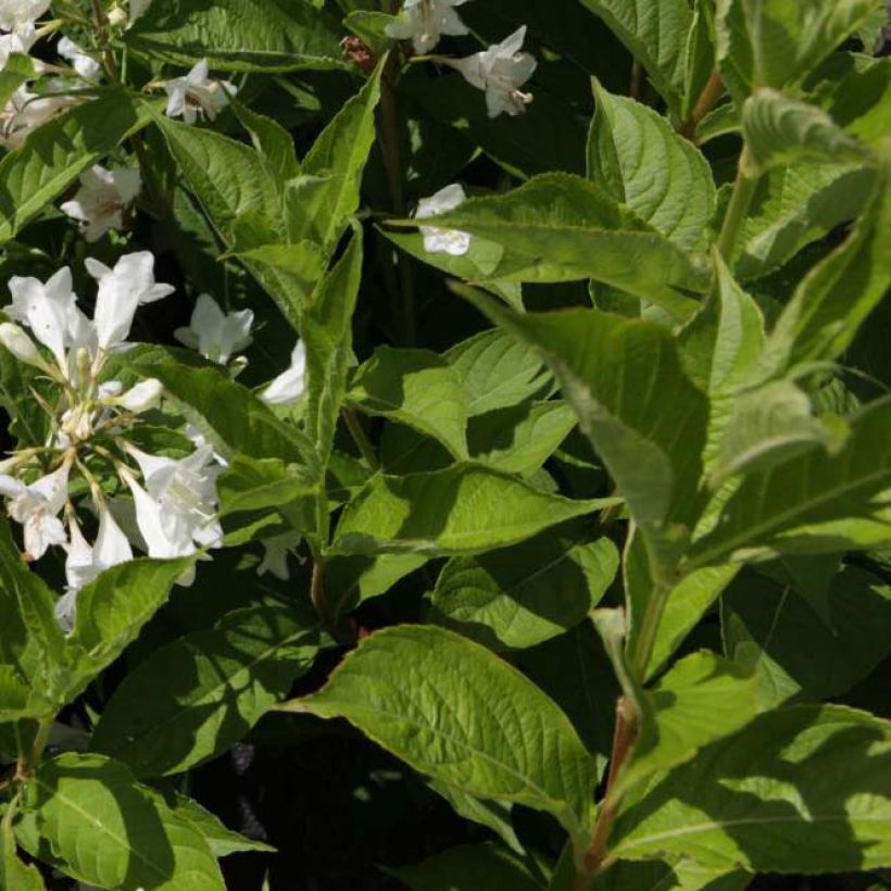 Weigela Candida - Veigela (Follaje)