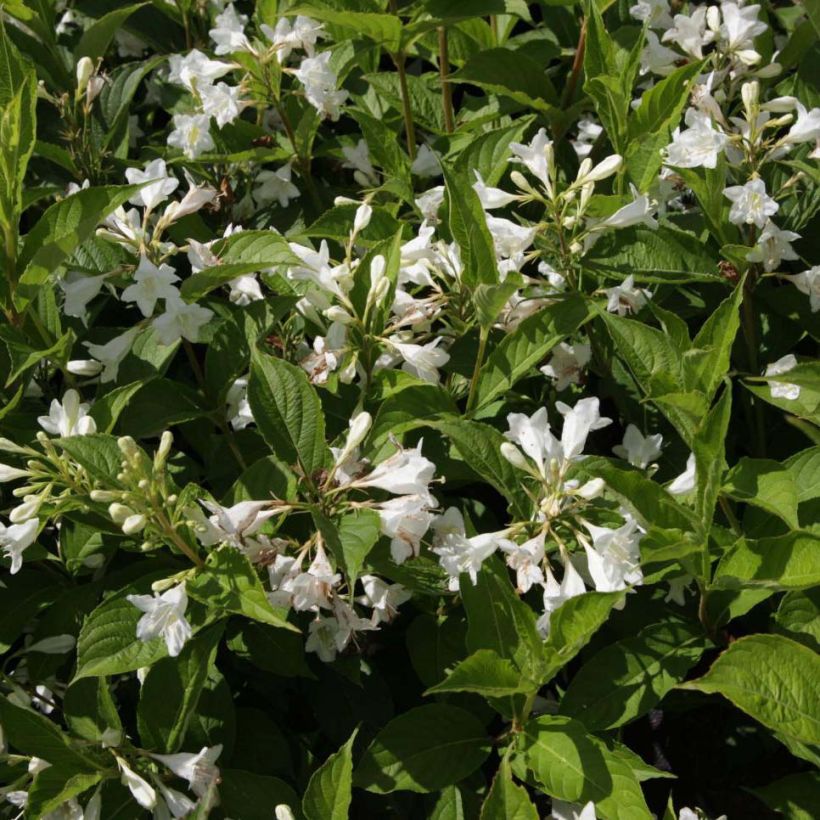 Weigela Candida - Veigela (Floración)