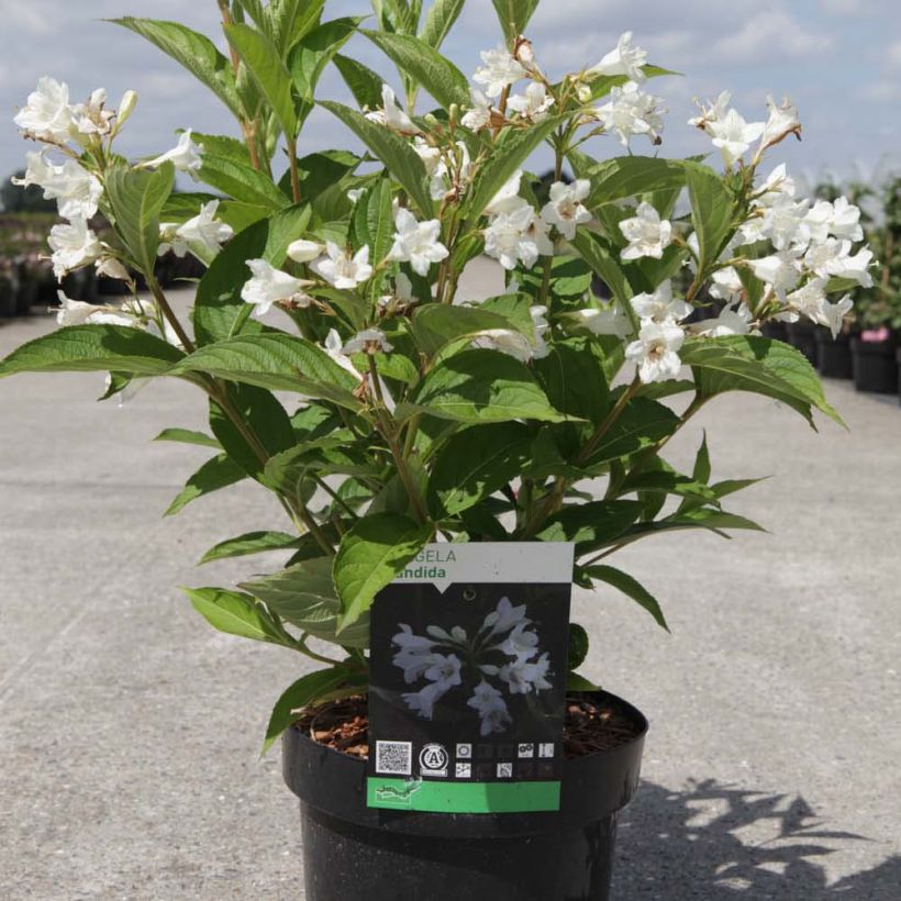 Weigela Candida - Veigela (Porte)