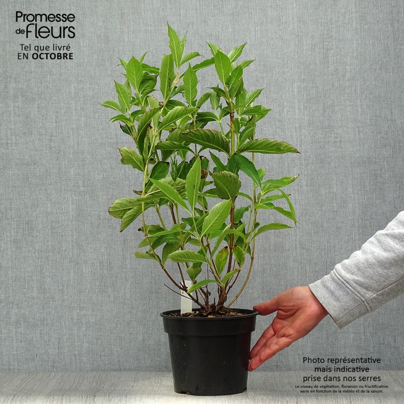 Ejemplar de Weigela Candida - Weigélia Pot de 3L/4L entregado en otoño