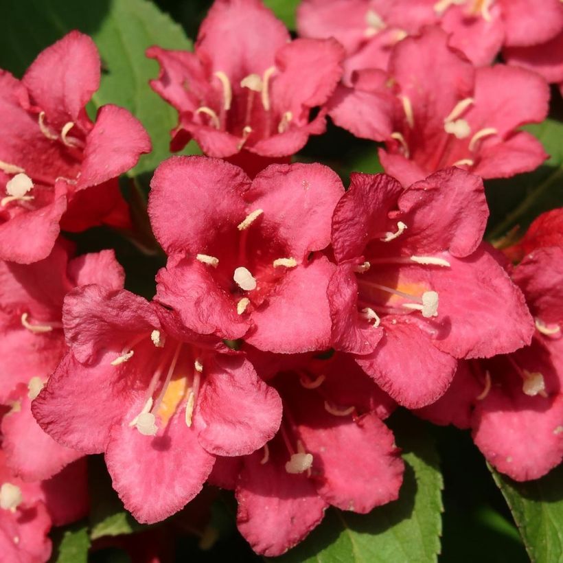 Weigela Eva Rathke - Veigela (Floración)