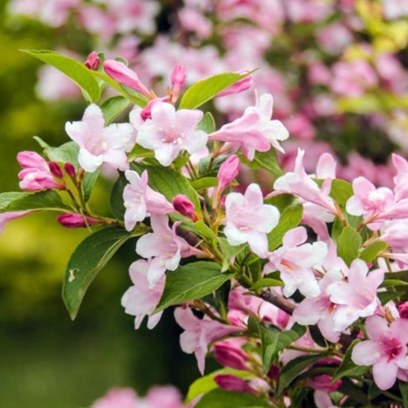 Weigela florida Rosea (Follaje)