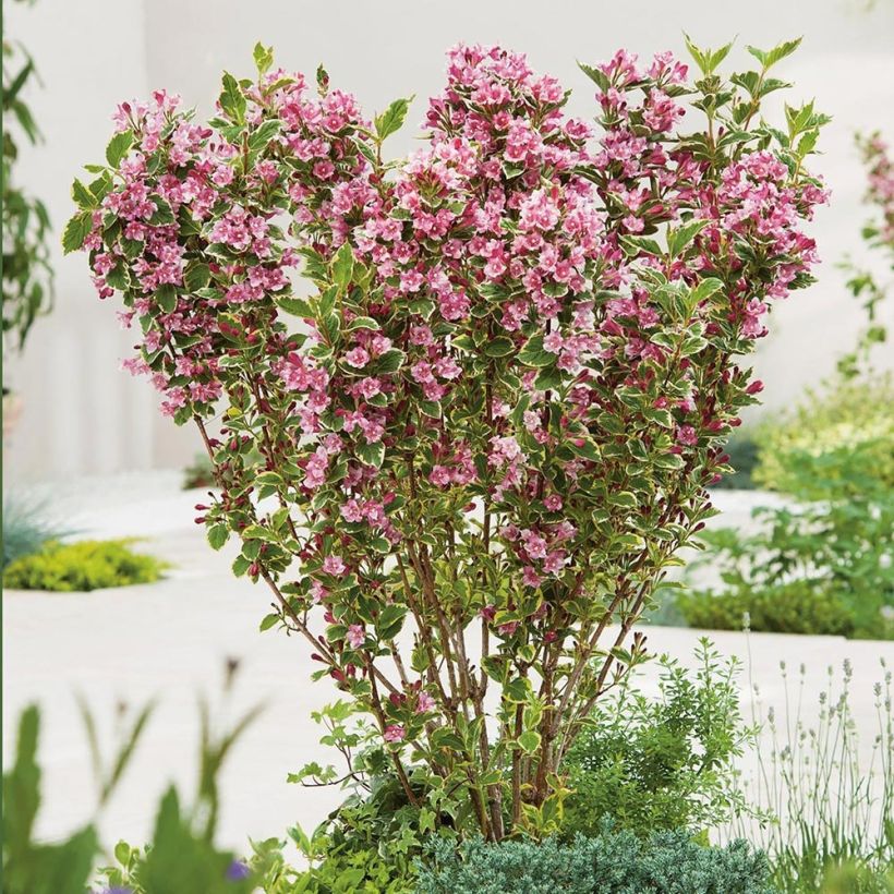 Weigela Kosteriana Variegata - Veigela (Porte)