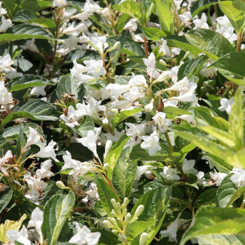 Weigela florida Milk and Honey (Floración)