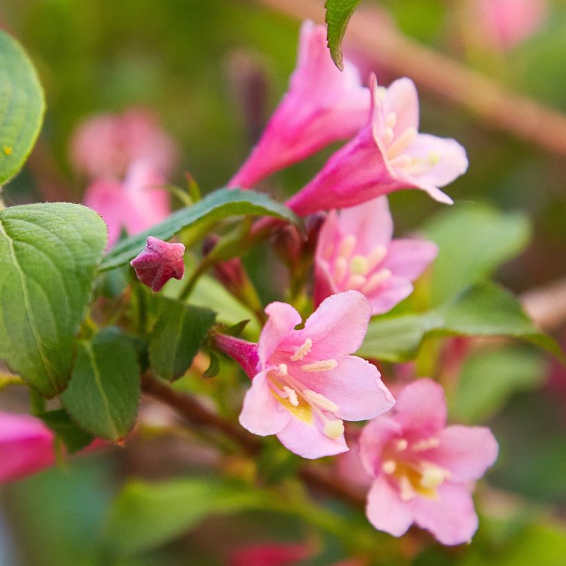 Weigela Minuet - Veigela (Floración)