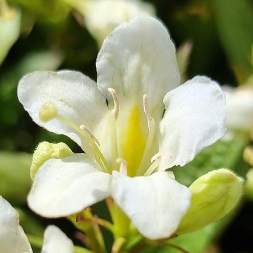 Weigela Picobella Bianco - Veigela (Floración)