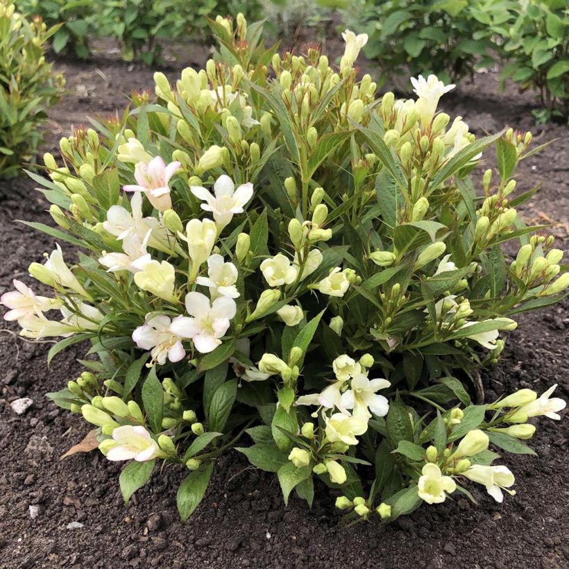 Weigela Picobella Bianco - Veigela (Porte)