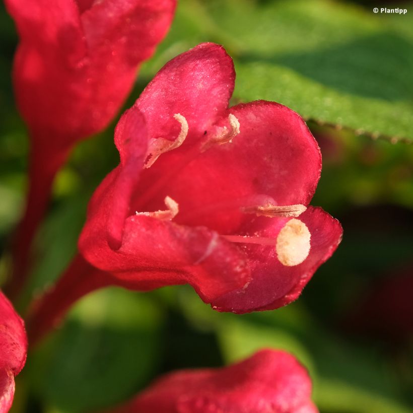 Weigela Picobella Rosso - Veigela (Floración)