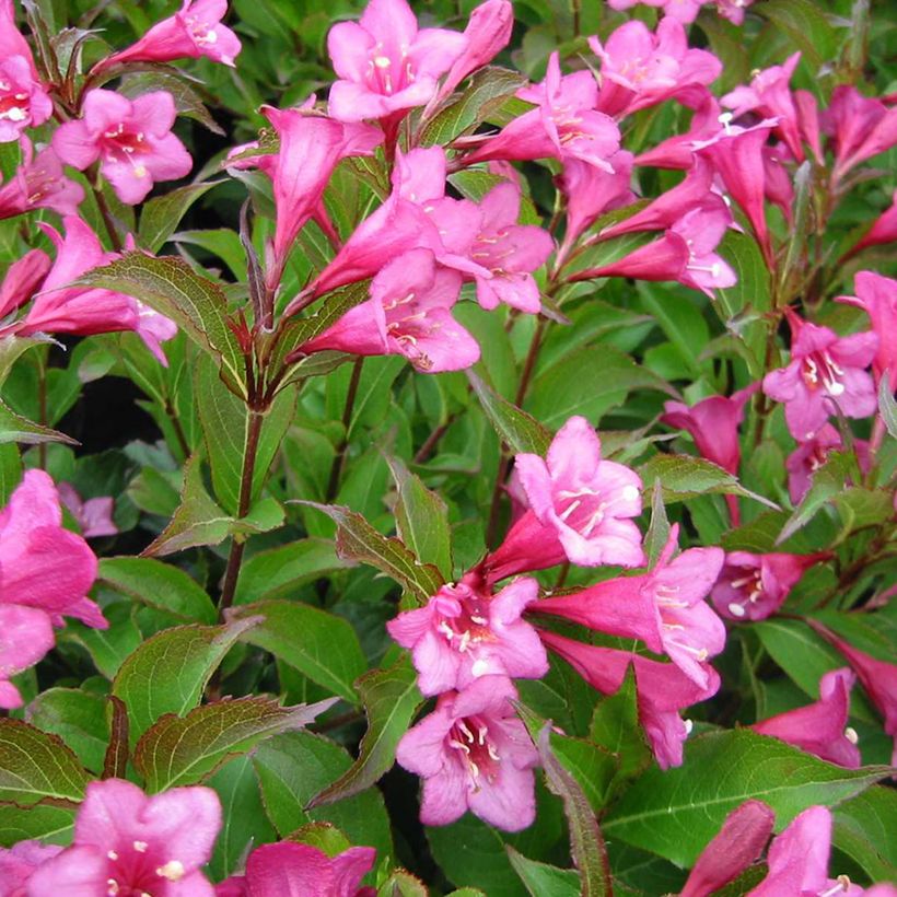 Weigela Rumba - Veigela (Floración)