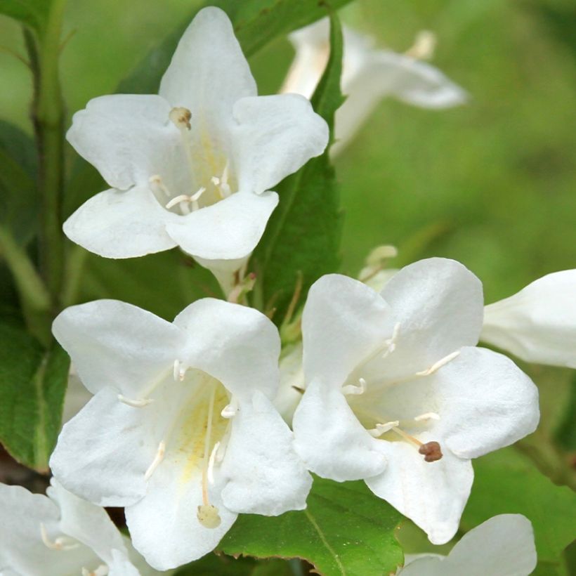 Weigela Snowflake - Veigela (Floración)