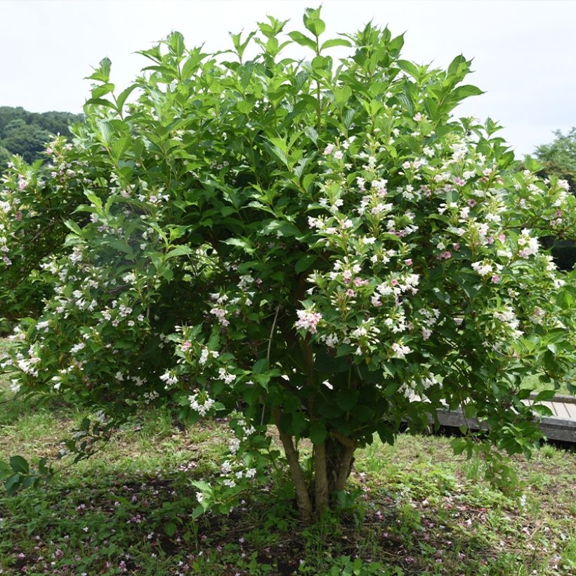 Weigela Snowflake - Veigela (Porte)