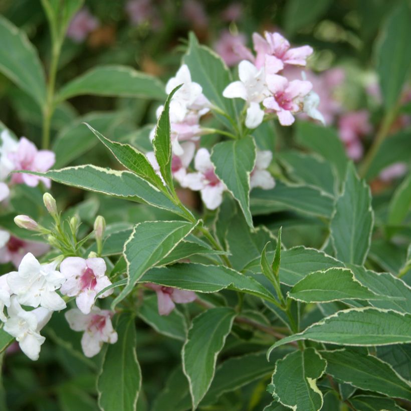 Weigela Splendid (Follaje)