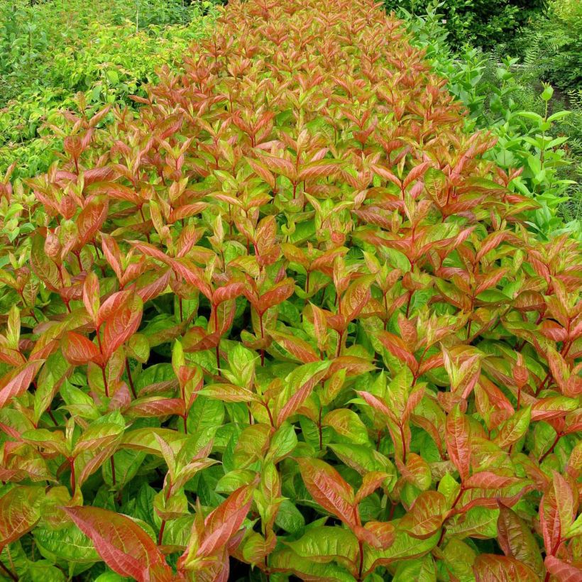 Weigela Wings of Fire - Veigela (Follaje)