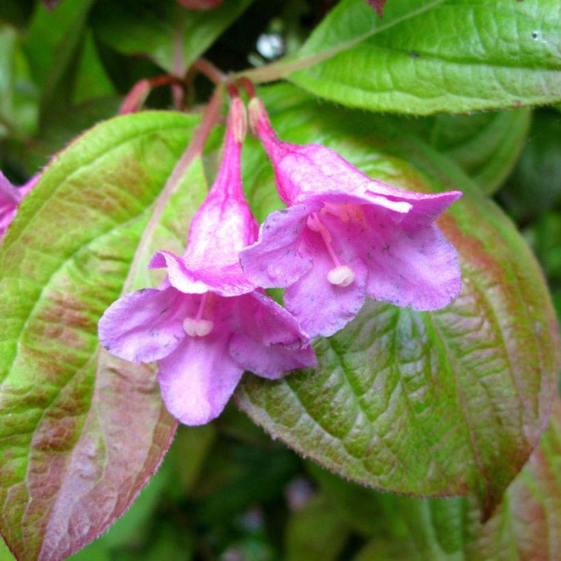 Weigela Wings of Fire - Veigela (Floración)