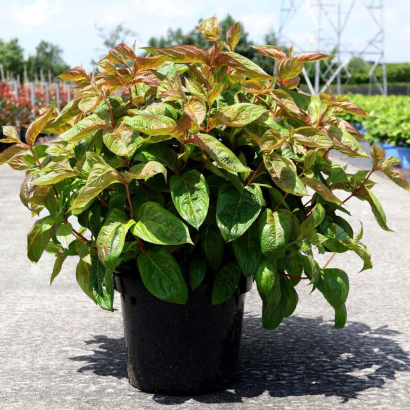 Weigela Wings of Fire - Veigela (Porte)