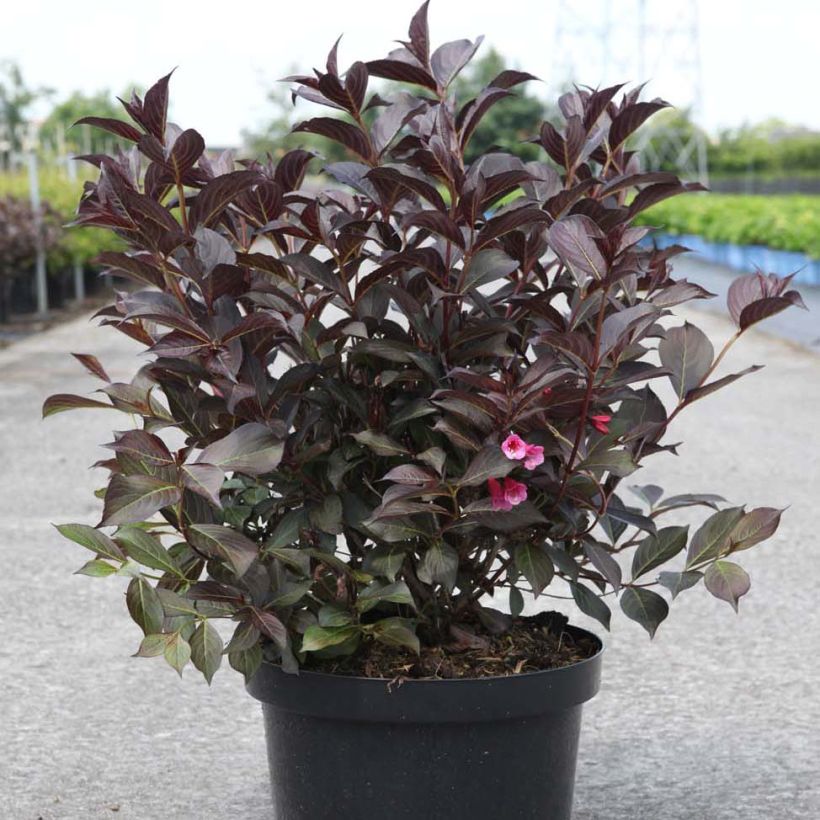 Weigela Alexandra - Veigela (Porte)