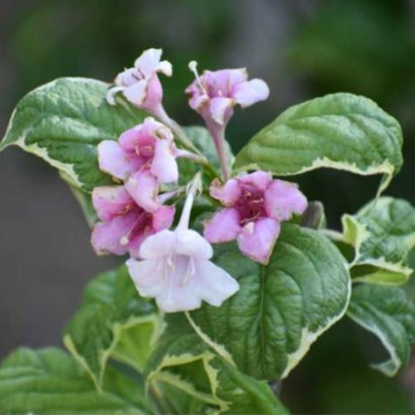 Weigela florida Caricature (Floración)