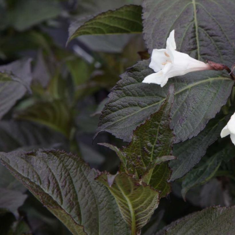 Weigela Ebony and Ivory - Veigela (Follaje)