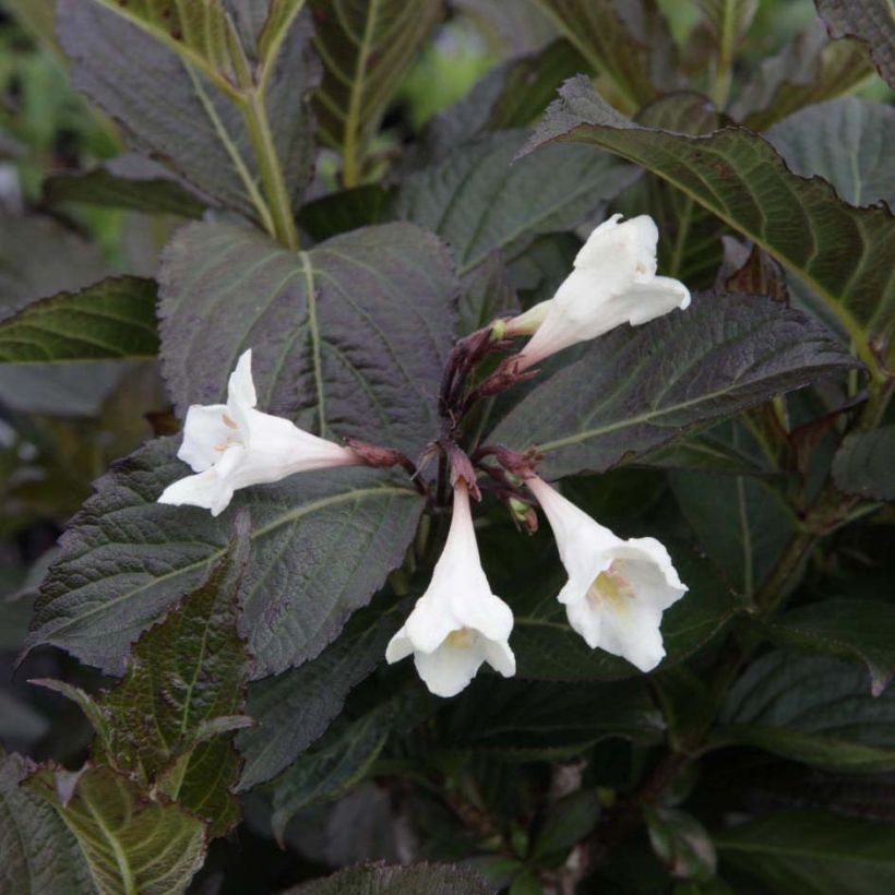 Weigela Ebony and Ivory - Veigela (Floración)