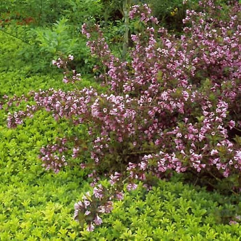 Weigela florida Foliis Purpureis (Porte)