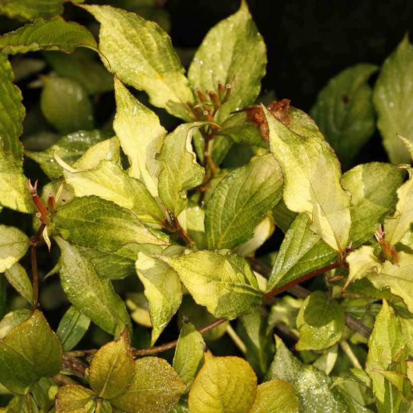 Weigela florida Ghost (Follaje)