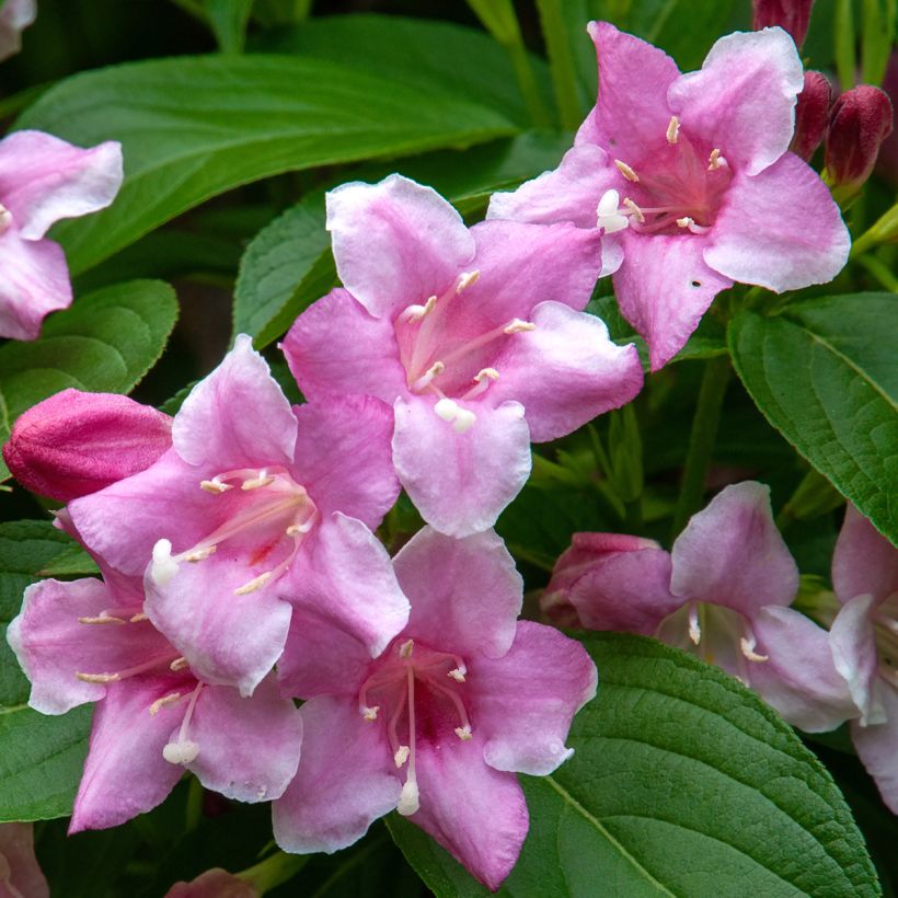 Weigela florida Korea (Floración)