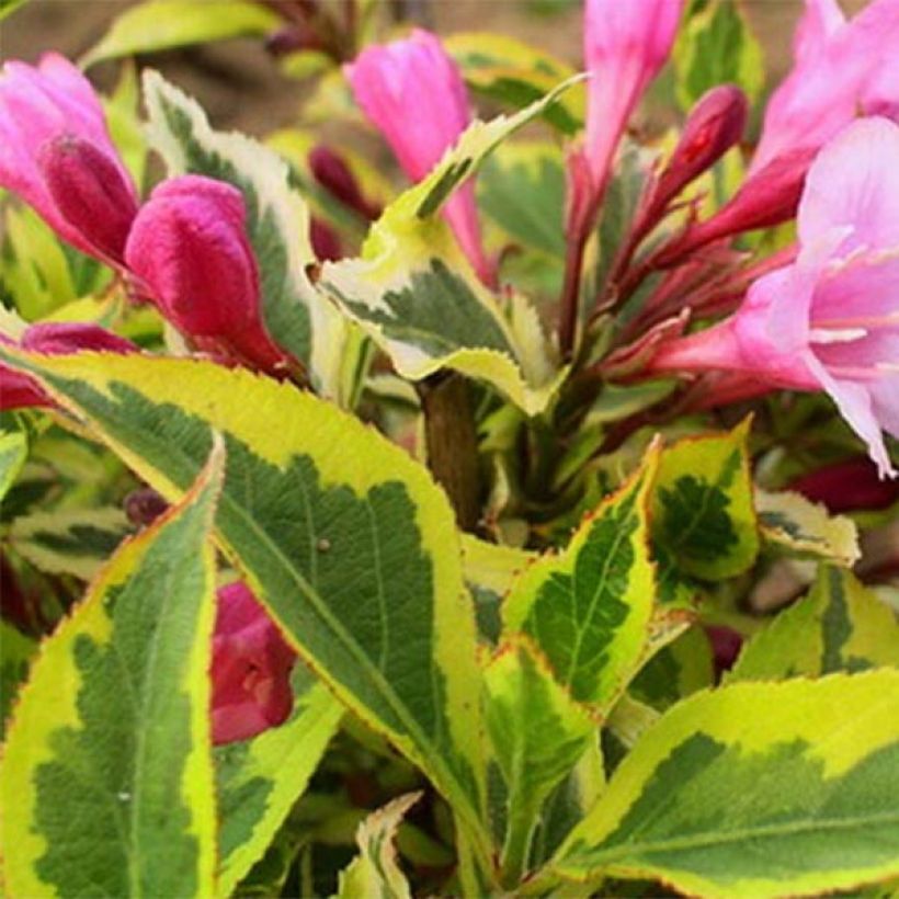 Weigela florida Magical Rainbow (Follaje)