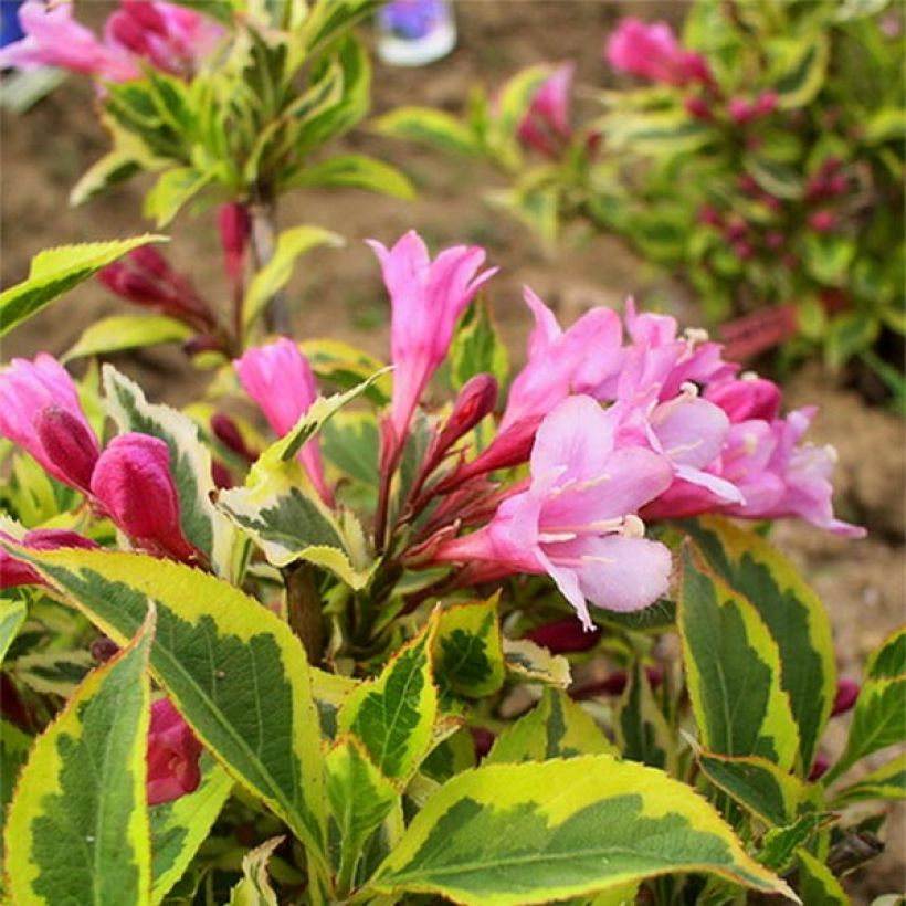 Weigela florida Magical Rainbow (Floración)