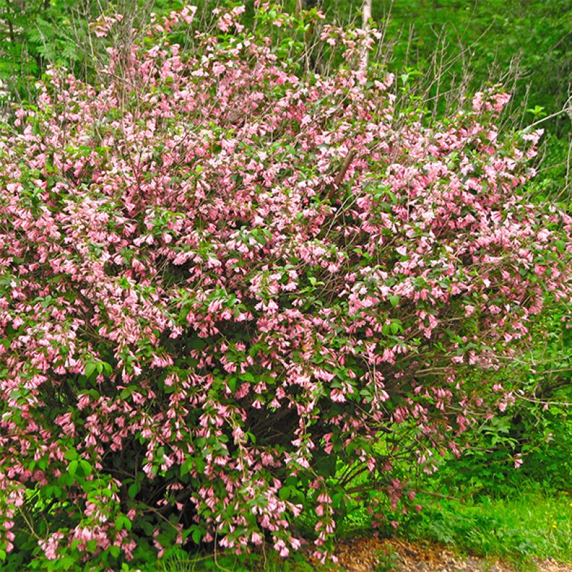 Weigela florida Marjorie (Porte)