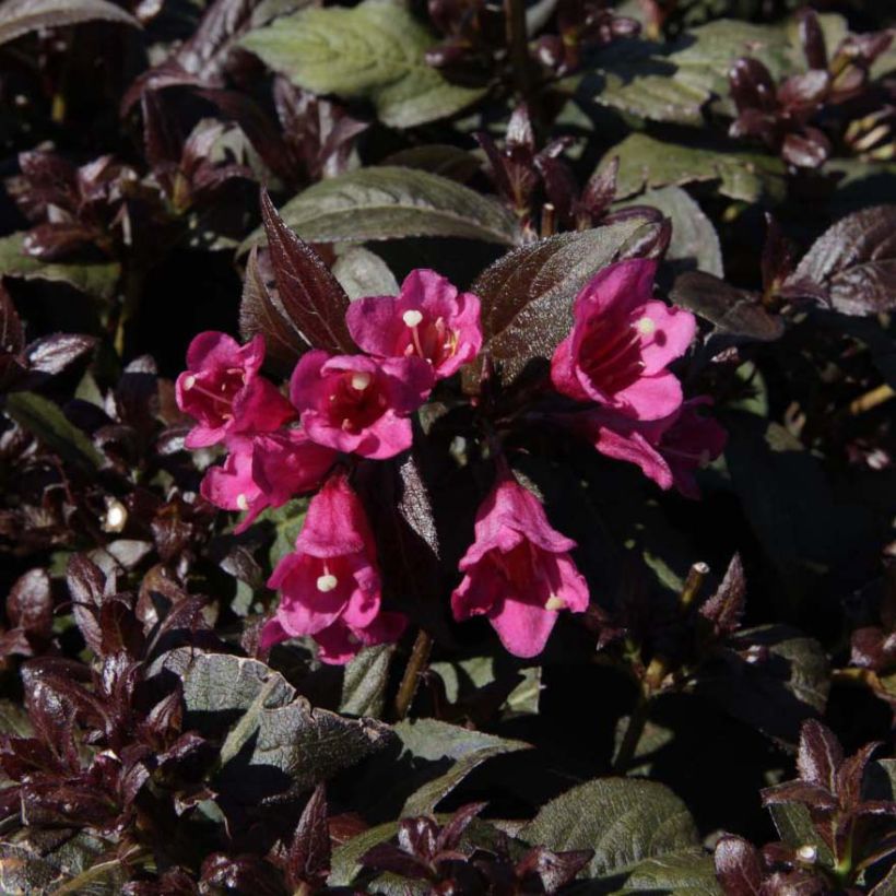 Weigela Minor Black - Veigela (Floración)