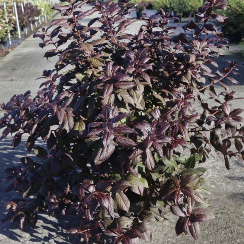 Weigela Minor Black - Veigela (Porte)