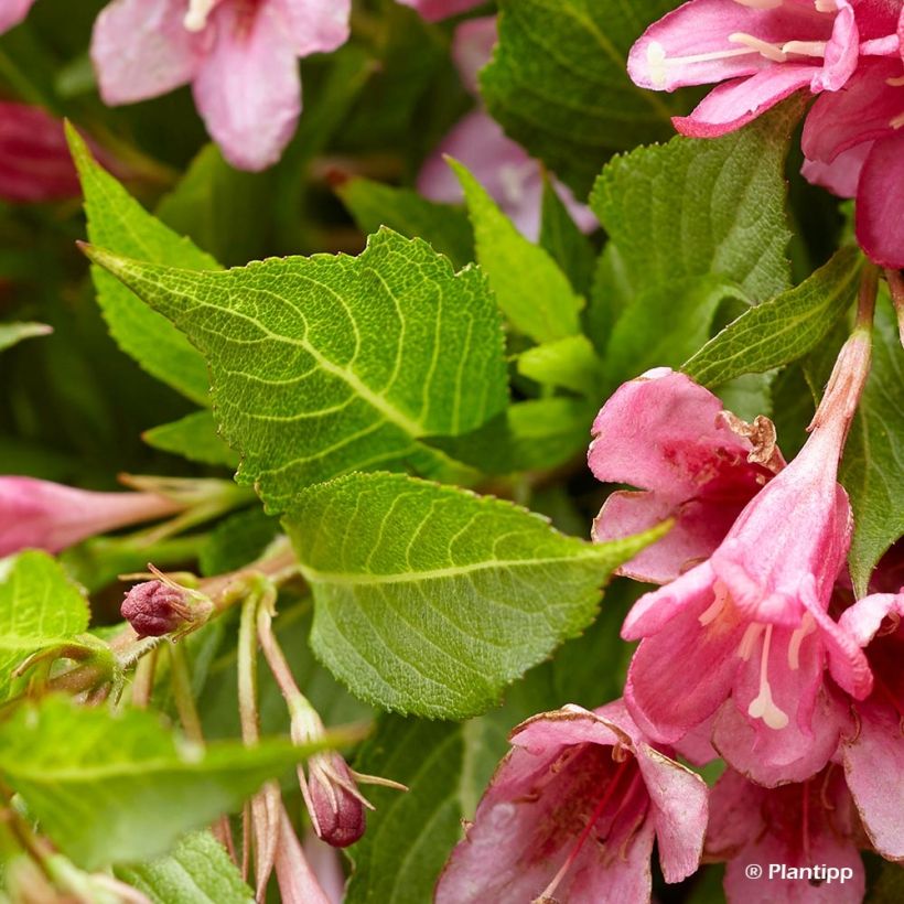 Weigela Picobella Rosa - Veigela (Follaje)