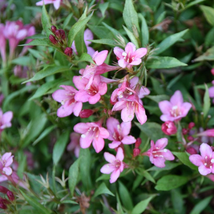 Weigela Picobella Rosa - Veigela (Floración)