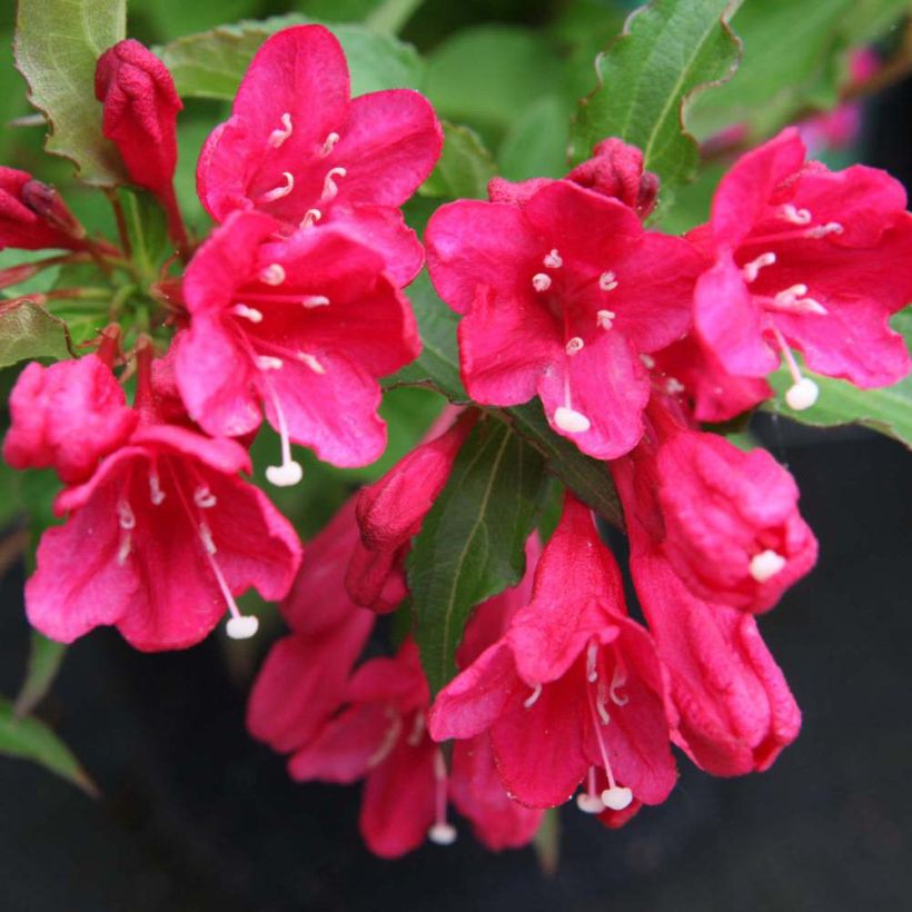 Weigela Red Prince - Veigela (Floración)