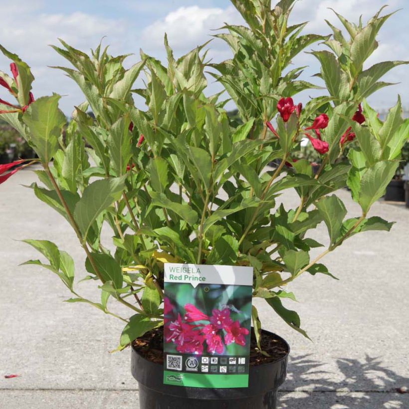 Weigela Red Prince - Veigela (Porte)