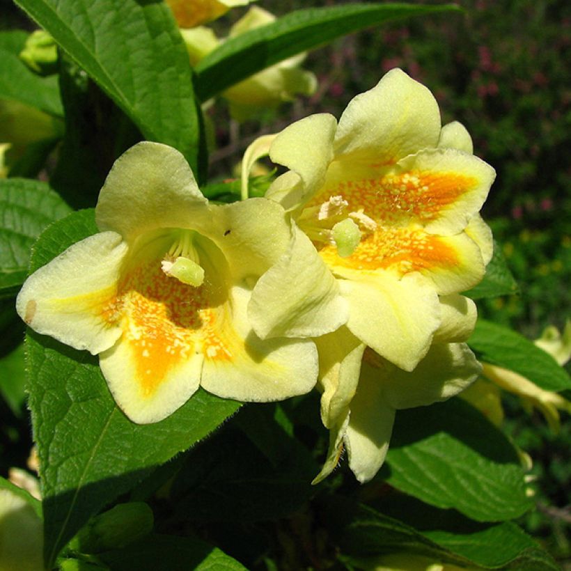 Weigela middendorffiana (Floración)