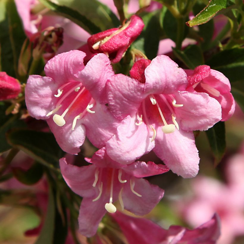 Weigela Stelzneri - Veigela (Floración)