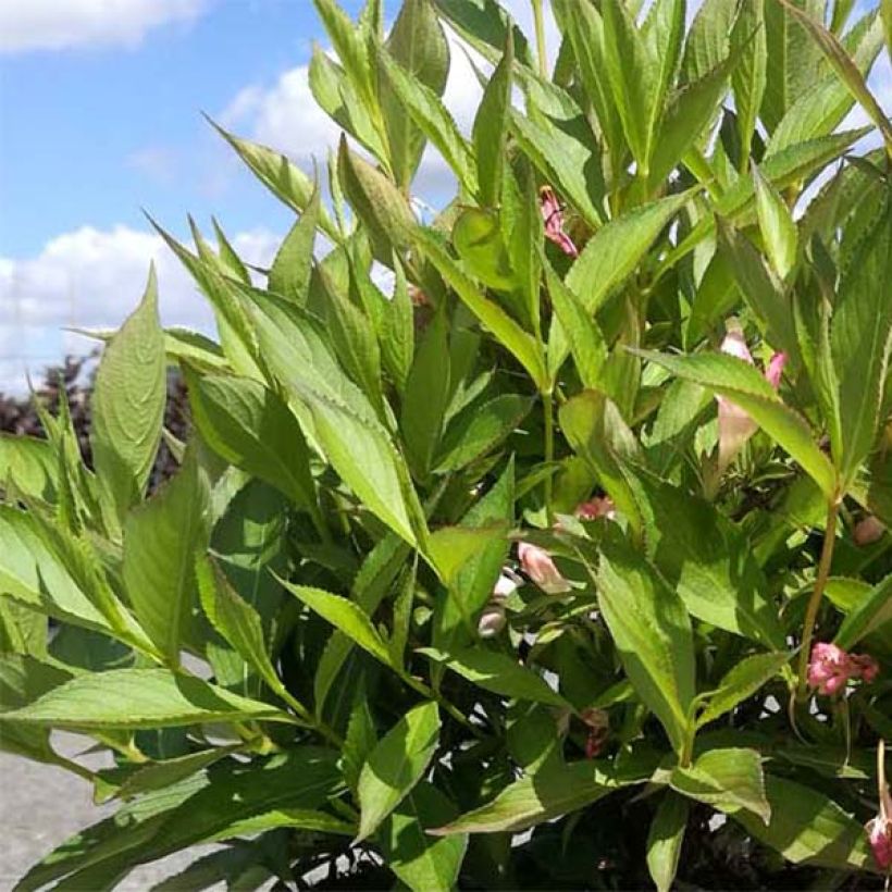 Weigela All Summer Peach - Veigela (Follaje)