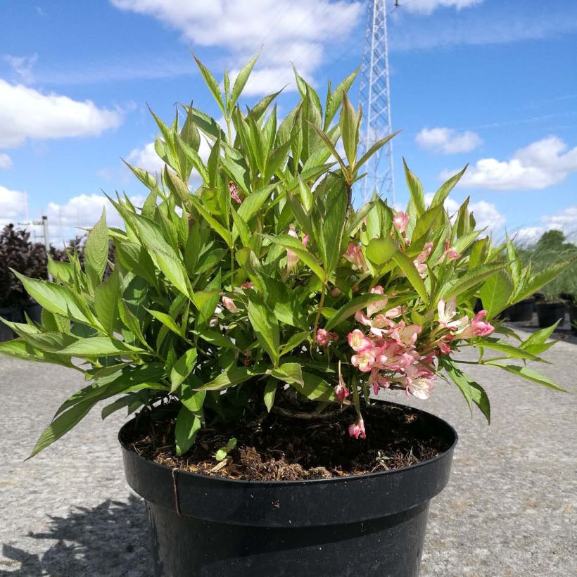 Weigela All Summer Peach - Veigela (Porte)