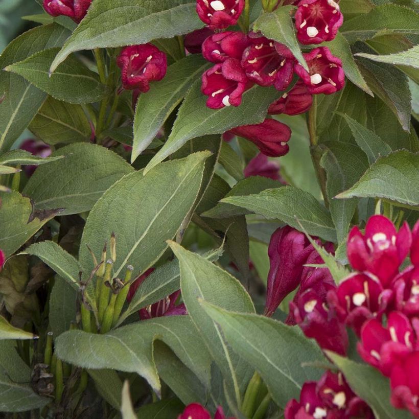 Weigela All Summer Red - Veigela (Follaje)