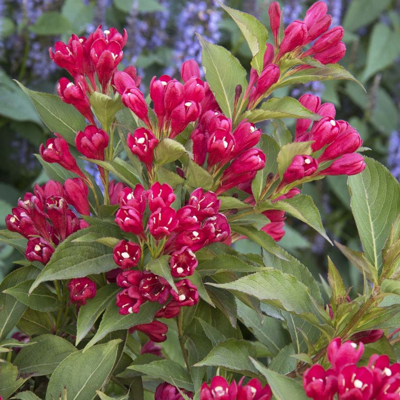 Weigela All Summer Red - Veigela (Floración)