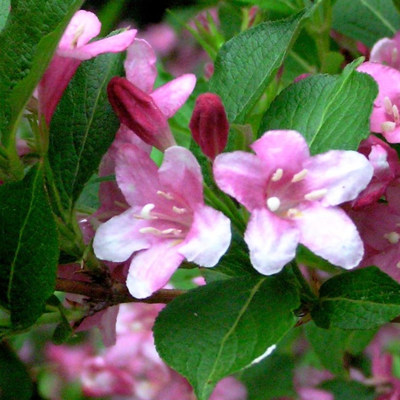 Weigela Stelzneri - Veigela (Follaje)