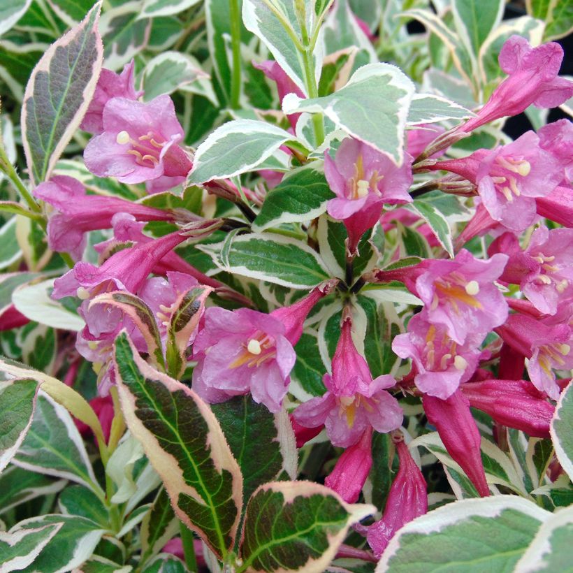 Weigela florida Monet Verweig (Floración)